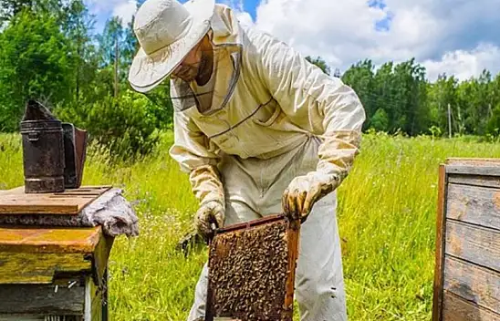 Arıcılar Müjde! - 2024 Yılı Arıcılık Desteklemeleri Açıklandı