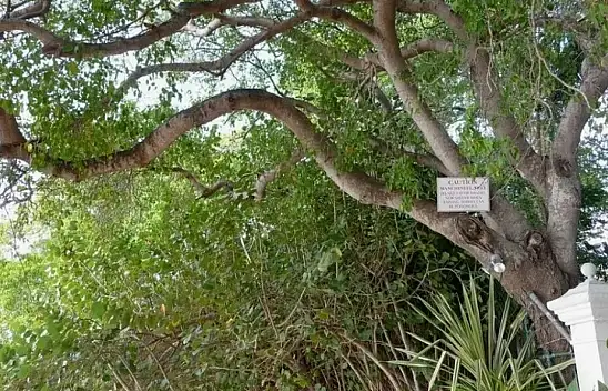 Bu ağaç öldürüyor - Dört yeni kurban!