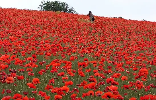 Bu manzara her zaman görülmüyor! Erciyes'in etekleri kırmızıya döndü