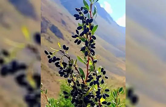 Bu meyve tam bir Karaciğer dostu – Kayseri'nin o ilçesinde adeta fışkırıyor! Ruslar bu meyveye bayılıyor...