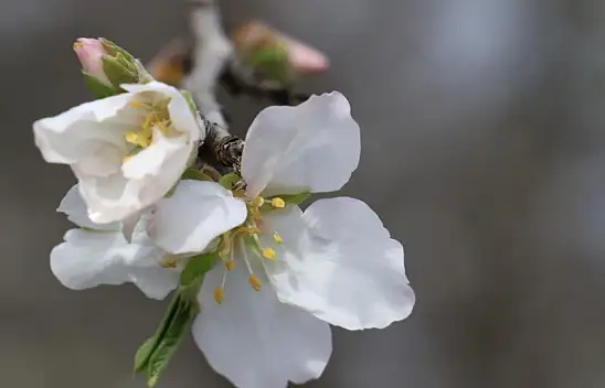 Baharın müjdecisi geldi!