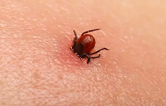 Çinliler yeni virüs keşfetti – Kaynağı keneler çıktı – Aman dikkat!