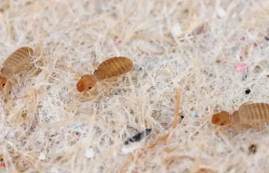 Dikkat: Evlerde tehlike saçıyor - Kitaplarınızı kontrol edin!