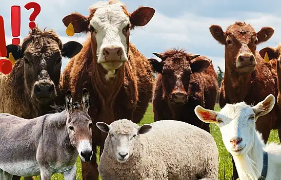 Dinen hangi hayvanın eti yenir, hangi organlardan uzak durmalı?