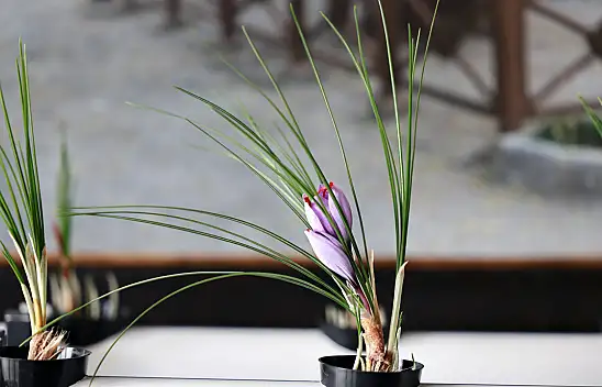 Dünyanın en pahalı baharatı artık Kayseri'de üretiliyor!