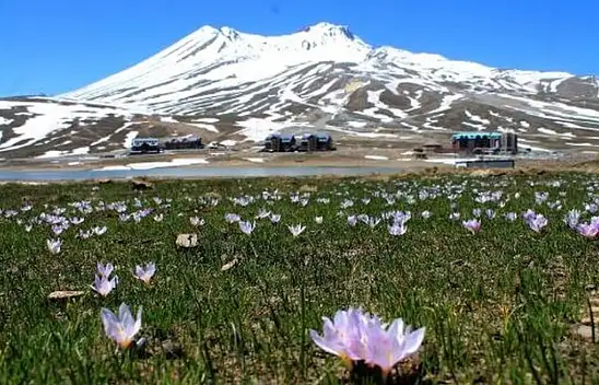 Erciyes'te doğal şeker kaynağı bulundu! Bilim dünyası bu detayı konuşuyor