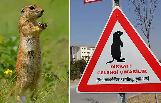 ERÜ harekete geçti: Bakın gelengi sayısı neden azalmış?