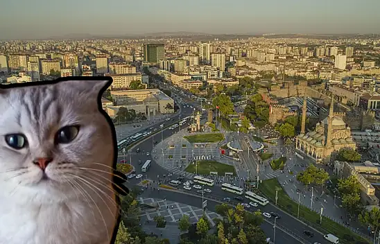 Esenyurt'ta kaybolan kedi aranıyor!