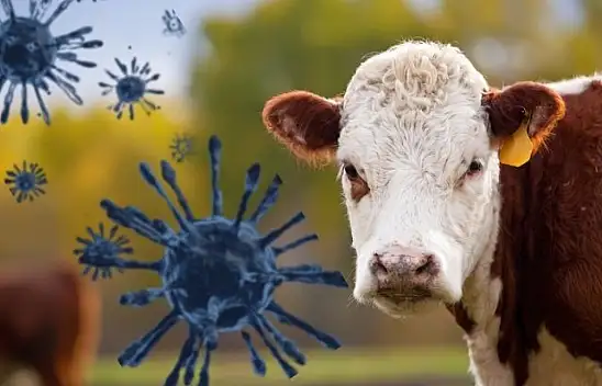 Ette kriz derinleşiyor: İthal hayvanlarla şap hastalığı da geliyor mu?