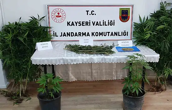 Evinde kenevir yetiştiriyordu: Yakalandı!