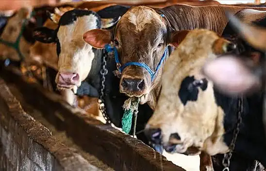 Kurban kesmek zorlaşıyor: Fiyatlar ateş pahası!