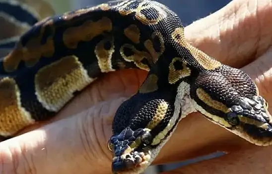 Hızla Artan Korkunç Bir Tür, Tehlike Saçıyor!