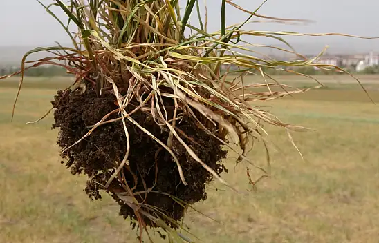 İç Anadolu'da kuraklık endişesi!
