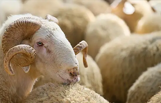 İnternetten kurban alınır mı? Nelere dikkat edilmeli?