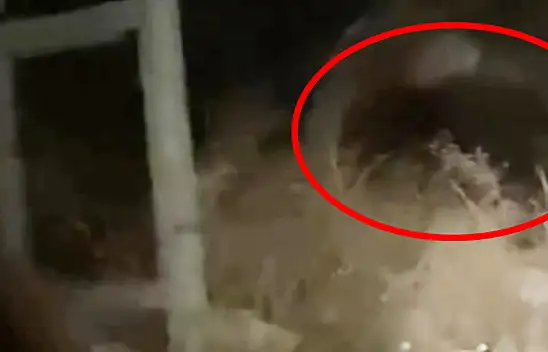 İstila başladı – Peş peşe görülüyorlar – Kayseri'de de ortaya çıktı!