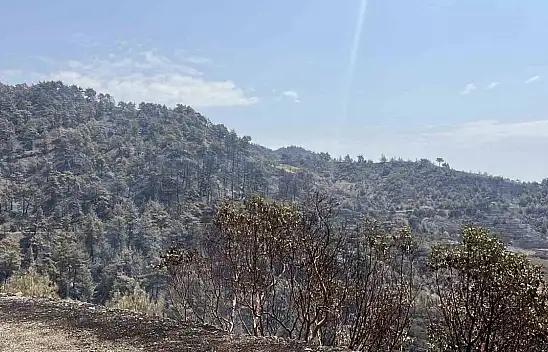 Kahramanmaraş'ta orman yangını kontrol altına alındı