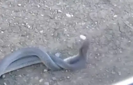 Kahramanmaraş'ta Yılanların Etkileyici Gösterisi!