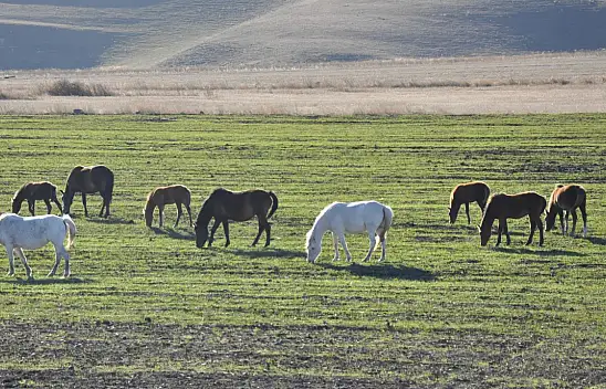 Kayseri'den sonra Kars'ta da yılkı atları böyle görüntülendi