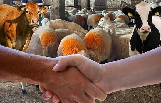 Kayseri 2025 kurbanlık fiyatları belli oldu: İşte güncel rakamlar!