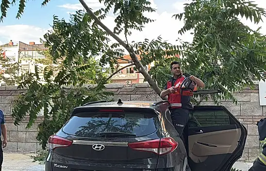 Kayseri'de ağaç aracın üzerine devrildi