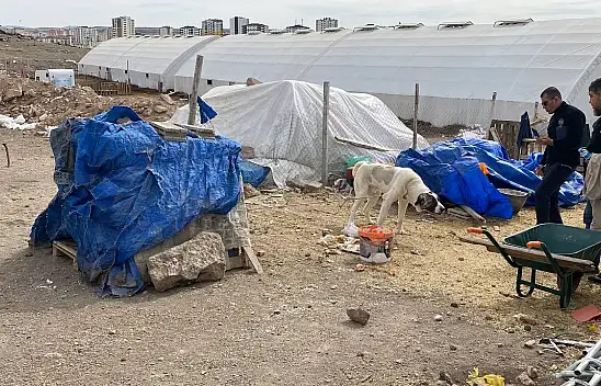 Kayseri'de 7 Yaşındaki Çocuğa Köpek Saldırdı - Durumu Ağır!