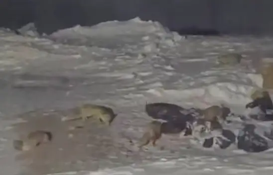 Kayseri'de aç kalan tilkiler maden ocağına indi!