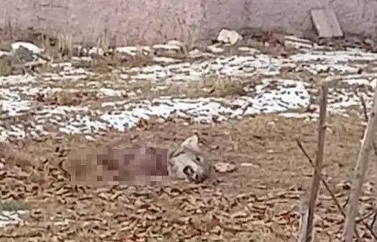 Kayseri'de aç kurtlar birbirlerini yedi!