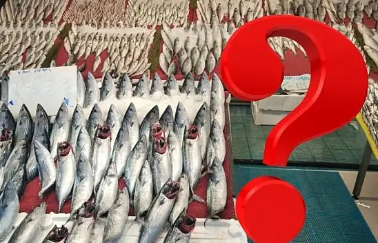 Kayseri'de balıkçılar umutlu: Sofralar bu yıl hangi balıkla dolacak?