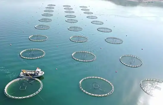 Kayseri'de Başladı Tüm Dünyaya Yayılıyor