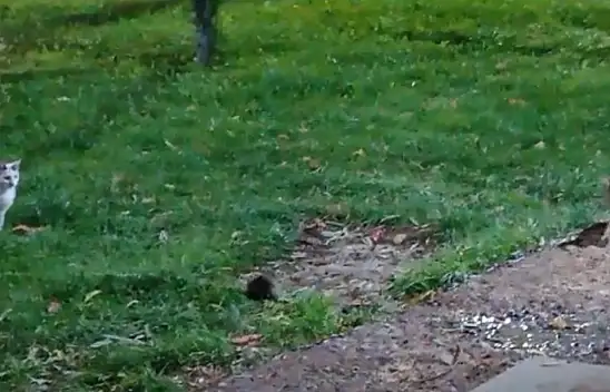 Kayseri'de bir fare iki kediyi birden kovaladı