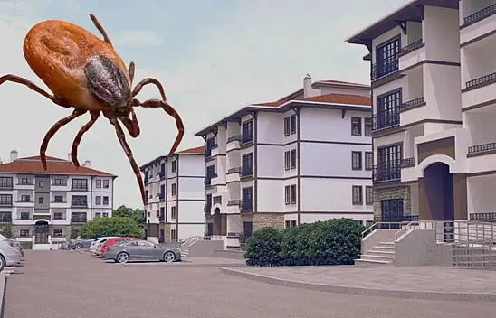 Kayseri'de bir mahalle alarma geçti: Çok fazla kene var!