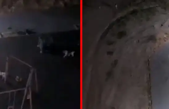 Kayseri'de bir mahalle diken üstünde! Sürü halinde geziyorlar!