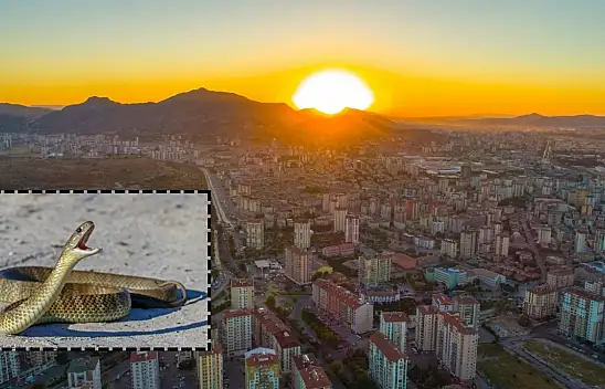 Kayseri'de borudan yılan çıktı – Ev sahibi neye uğradığını şaşırdı!