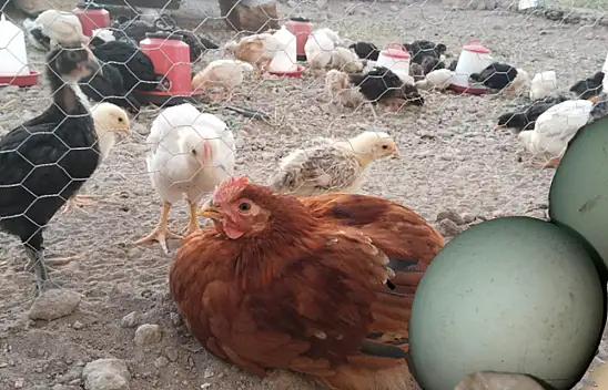 Kayseri'de bu yumurtayı görenler şaşırıyor – Tanesi 50 TL… İşte fiyat farkı ve özellikleri!