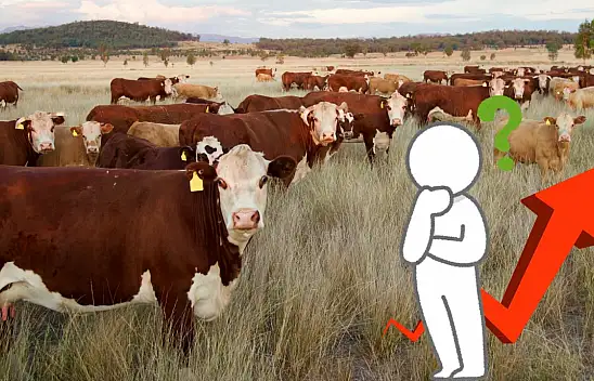 Kayseri'de büyükbaş hayvan sayısı arttı!