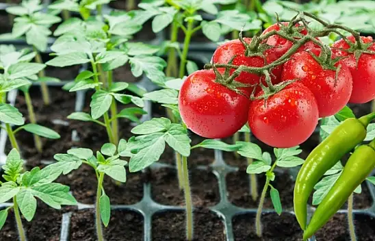 Kayseri'de çiftçiye dev destek! Binlerce domates ve biber fidesi teslim edildi
