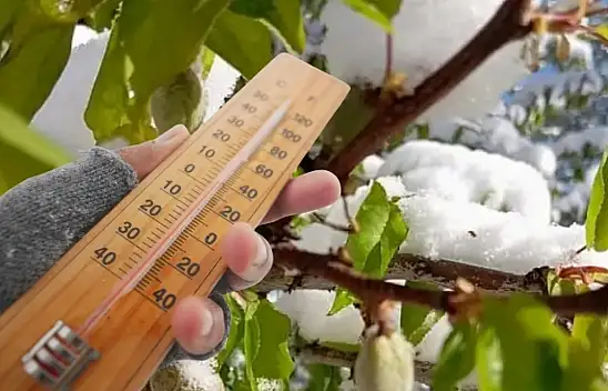 Kayseri'de çiftçiyi tedirgin eden uyarı: Sıcaklık eksi derecelere düşecek!