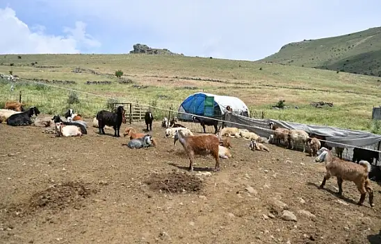 Kayseri'de dev proje: 10 bin hayvan kesintisiz suya kavuşacak!