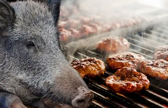 Kayseri'de domuz çiftliği iddiası! Tartışmalar alevleniyor!
