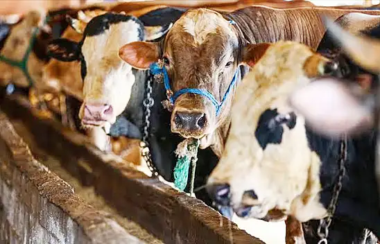 Kayseri'de dudak uçuklatan bıçak parası!