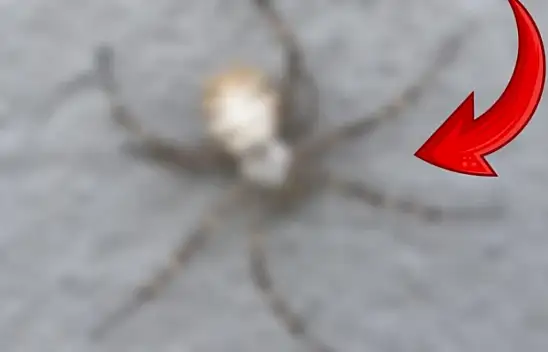 Kayseri'de Dünyanın En Zehirlisi Görüldü!