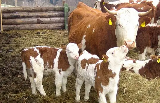 Kayseri'de Düve, dana ve buzağı fiyatları arttı! - İşte güncel fiyatlar!