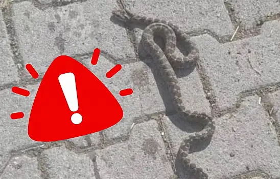 Kayseri'de 'Engerek' paniği: Eve kadar girdi!