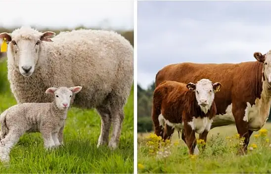 Kayseri'de et tersine döndü: Dana ucuzladı, kuzu zamlandı!