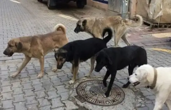 Kayseri'de Geçici Köpek Barınma Merkezi faaliyete geçecek!