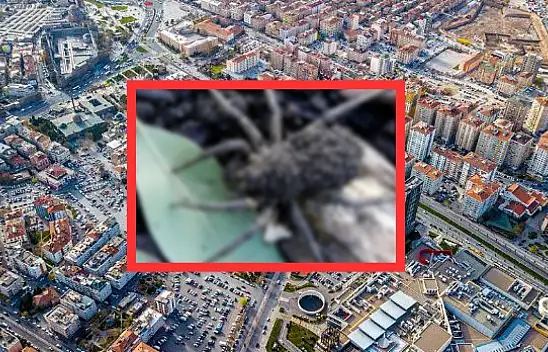 Kayseri'de görüldü - Paniğe yol açtı!