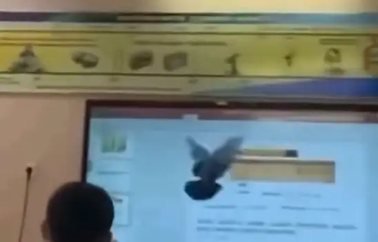 Kayseri'de güvercine bakın ne yaptılar?