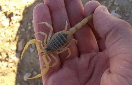 Kayseri'de hangi akrep türleri var? Kayseri'deki akrepler zehirli mi?