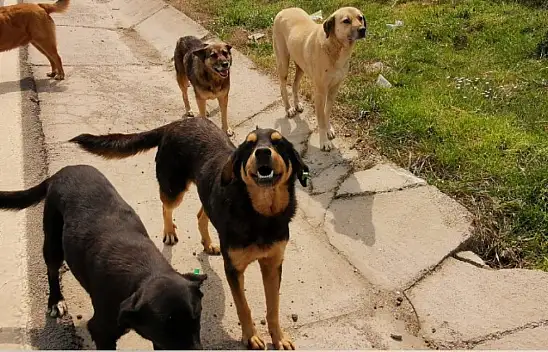 Kayseri'de Havalar Isındı, Sokak Hayvanları Tehlike Saçmaya Başladı