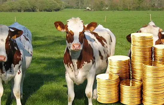 Kayseri'de hayvancılıkla uğraşanlar dikkat - Buzağı fiyatı 70 bin TL'yi aştı!